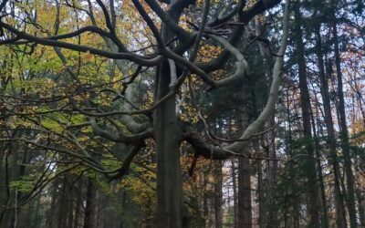 Waldbegehung 2024 – FWG AUE unterwegs